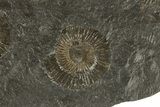Dactylioceras Ammonite Cluster - Posidonia Shale, Germany #180431-1